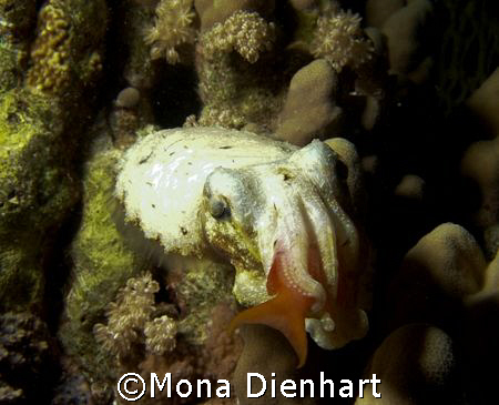 red fish for dinner, Enjoy your meal! by Mona Dienhart 