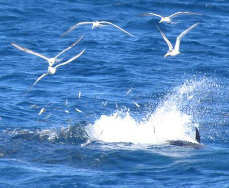 Feeding time. Coral Bay - Western Australia by Penny Murphy 