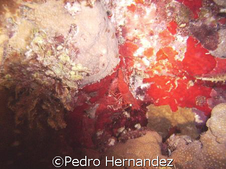 Red Night Shrimp,palominito Fajardo, Puerto Rico by Pedro Hernandez 