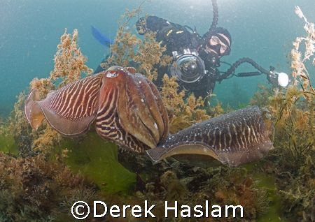 Mark with cuttlefish. Babbacombe. D200, 10.5mm. by Derek Haslam 