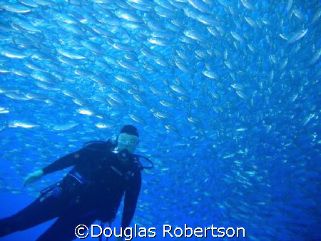 Joan in a school of scad, Bari Reef, Bonaire by Douglas Robertson 