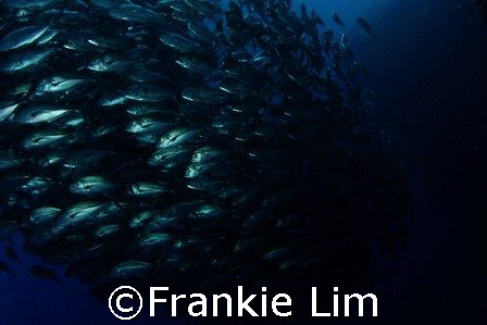 school of Jack  by Frankie Lim 