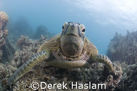 Who's that in there! D200, 10.5mm. by Derek Haslam 