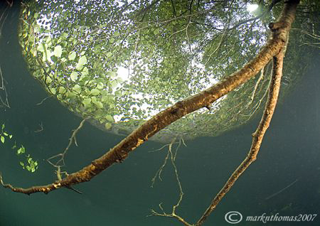 Trees.
Vivian Quarry, N.Wales.
D200, 10.5mm.
Not sure ... by Mark Thomas 
