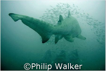 Schoolmaster - a ten + foot sand tiger shepherds a school... by Philip Walker 