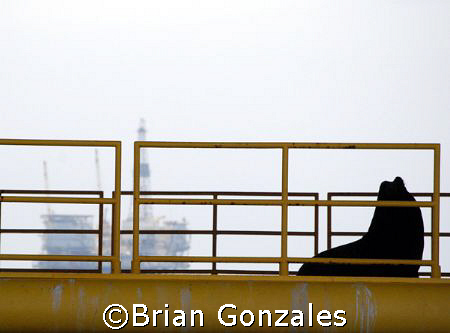 Bull on Oil Rig by Brian Gonzales 