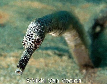 double ended pipefish taken at Campsite 3, Marsa bareika,... by Nikki Van Veelen 