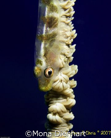 taken in Bunaken NP by Mona Dienhart 