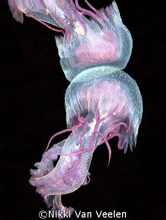 Jellyfish and reflection taken on the surface after a nig... by Nikki Van Veelen 