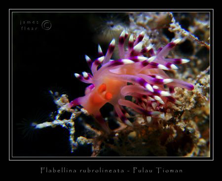 Pulau Tioman, Canon G2, Ikelite DS-125 by James Flear 