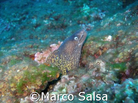 Murena a Portofino by Marco Salsa 