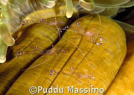 North sulawesi,nikon d70 60 mm macro by Puddu Massimo 