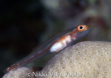 Tiny goby taken at Sharksbay with E300 and 50mm lens by Nikki Van Veelen 