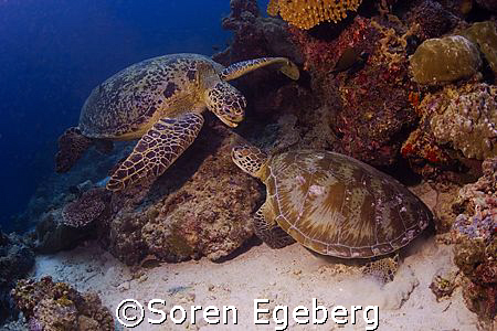 Turtles at Sipadan 2007 by Soren Egeberg 