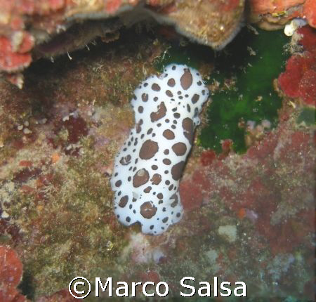 Nudibranco a Portofino by Marco Salsa 