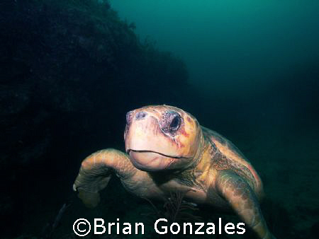 Sea Turtle, Key Largo, FL by Brian Gonzales 