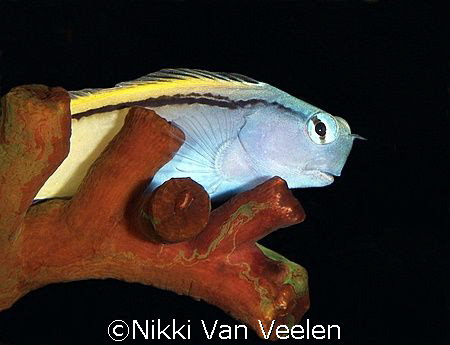 Red Sea mimic blenny taken at Quays site, Ras Mohamed Par... by Nikki Van Veelen 