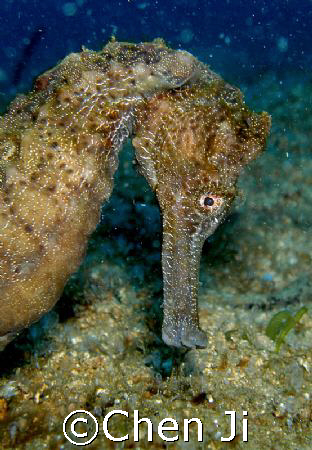 Big sea horse. Head shot.

^^ by Chen Ji 