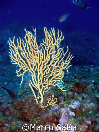 Portofino. Secca Carega. Gorgonia. by Marco Salsa 