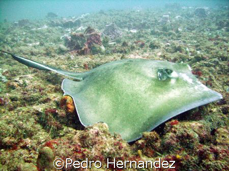 Roughtail Stingray,San Juan Harbur,San Juan Puerto Rico.C... by Pedro Hernandez 