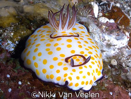 Ringed chromodorid taken at Shark Observatory, Ras Mohame... by Nikki Van Veelen 