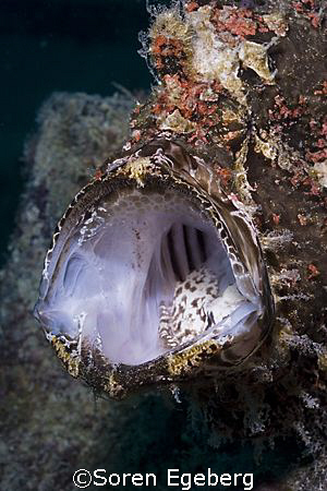 Frogfish in Kapalai, Canon 20d, 60mm macro by Soren Egeberg 