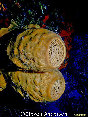 Basket Sponges on a wall dive. by Steven Anderson 