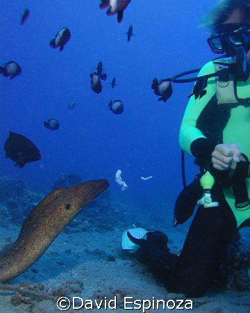 eel feeding, Maui HI by David Espinoza 