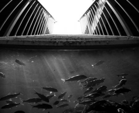 "Tranquil Descent". This image was composed of two photos... by Mathew Cook 
