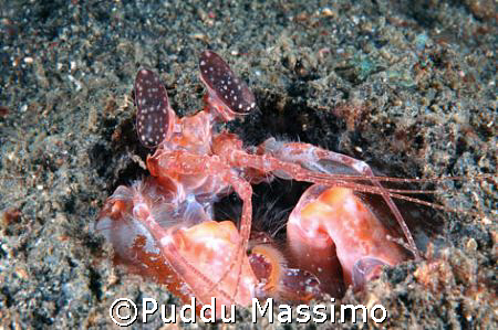lembeh strait,nikon d70 60mm macro by Puddu Massimo 