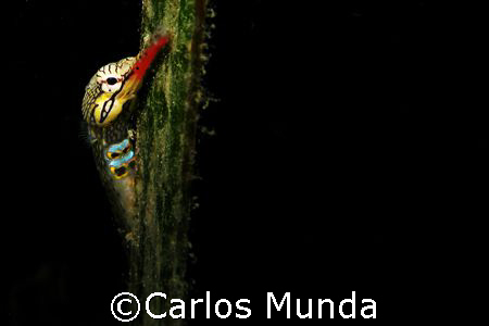 Pipefish on sea grass. Samal Island. Canon Ixus 60 by Carlos Munda 
