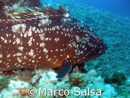 Portofino. Secca Carega. Cernia. by Marco Salsa 