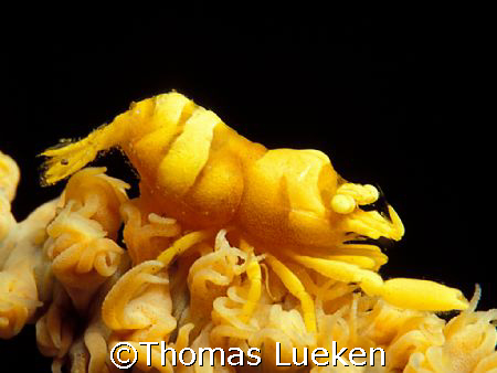 shot at Murex - Housereef Manado by Thomas Lueken 