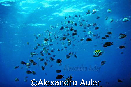 Outside sea . Fernando de Noronha's Island. by Alexandro Auler 