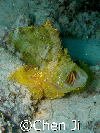 leaf fish opens mouth. this is a female one. by Chen Ji 