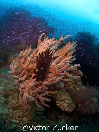 namena marine reserve by Victor Zucker 