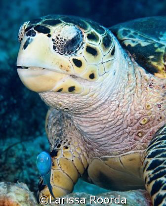 Turtle and his buddy-fish up close. by Larissa Roorda 