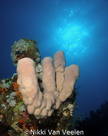 Sponge and sunburst taken at Quays site, Ras Mohamed Park... by Nikki Van Veelen 