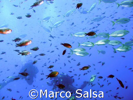 Portofino. Secca Carega. Che folla !!! by Marco Salsa 