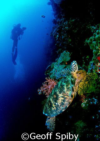 on the wall at Sipadan. Nikon F-100 by Geoff Spiby 