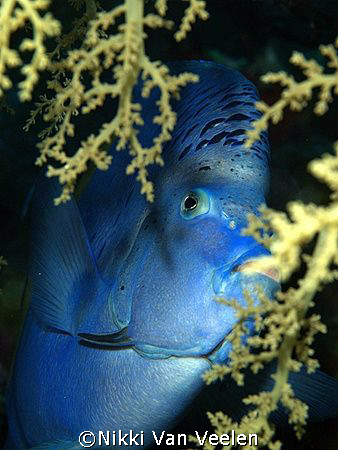 Arabian angelfish taken at Campsite 3, Marsa Bareika, Ras... by Nikki Van Veelen 