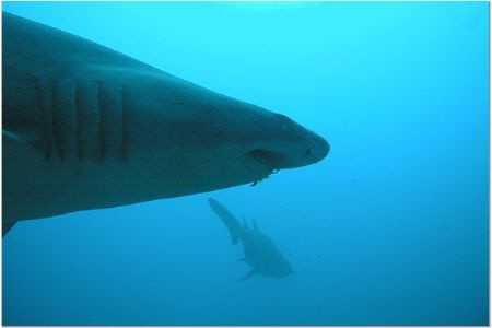 Schooling Sand Tigers on the Atlas of Morehead City, NC by Philip Walker 