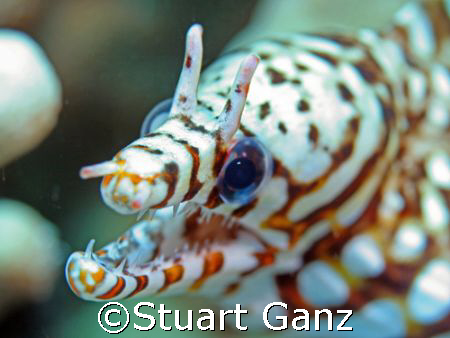 Dragon Moray, Taken in Kona Hawaii by Stuart Ganz 