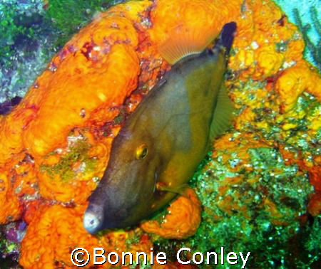 On my trip to Tobago last month I saw lots of filefish.  ... by Bonnie Conley 