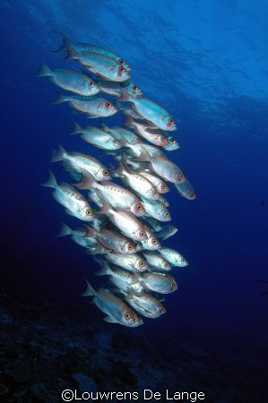 Big eye soldiers-apt common name here. by Louwrens De Lange 