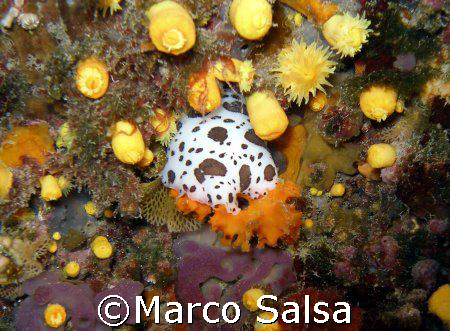 Portofino. Secca Carega. Nudibranco. by Marco Salsa 