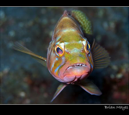 Blacktail Comber with attitude. Canon G7, El Hierro, Cana... by Brian Mayes 