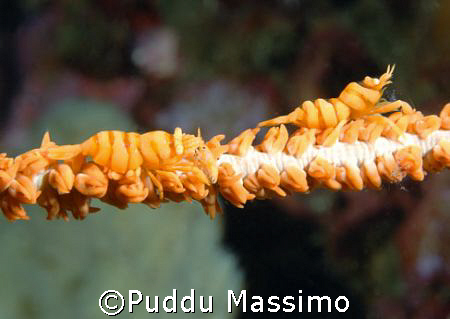 manado,nikon d70 6o mm macro by Puddu Massimo 