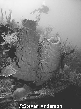 This photo was taken while diving in Roatan. Here is an e... by Steven Anderson 