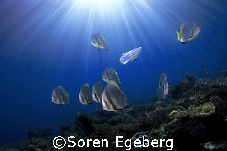 Batfish on afternoon dive, South Point, Sipadan- canon 20... by Soren Egeberg 